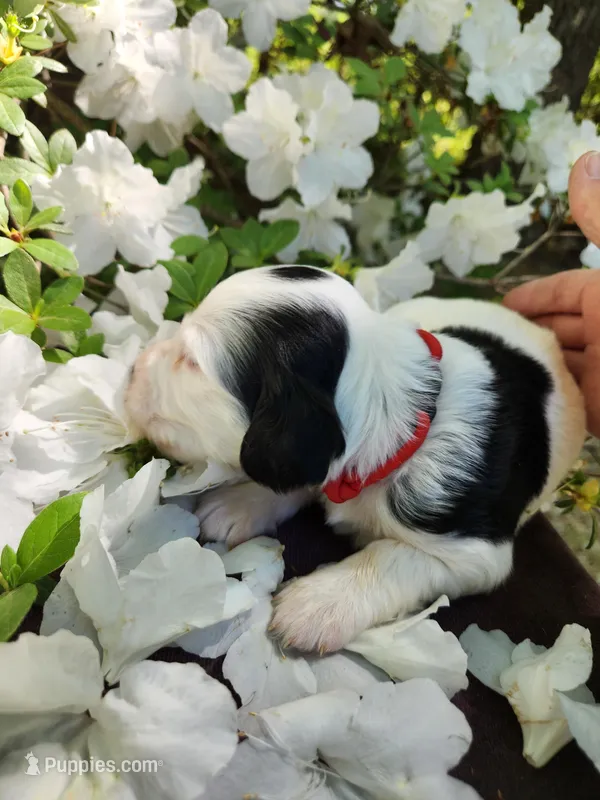 Male 4 Red Llewellin Setter  – English Setter puppy for sale in Dinwiddie, VA