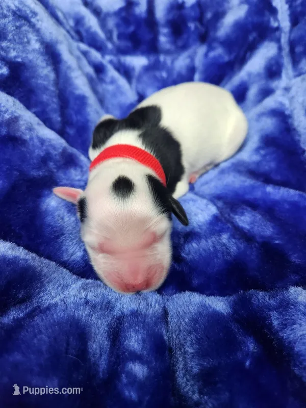 Male 4 Red Llewellin Setter  – English Setter puppy for sale in Dinwiddie, VA