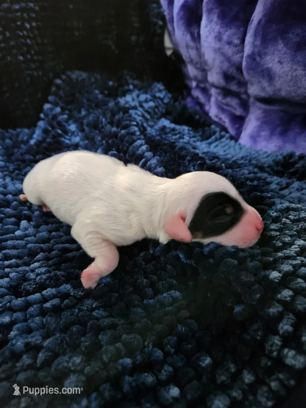 Male 4 Llewellin Setter  – English Setter puppy for sale in Dinwiddie, VA