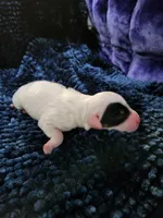 Male 4 Llewellin Setter , a male English Setter for sale in Dinwiddie, VA – 1 of 1
