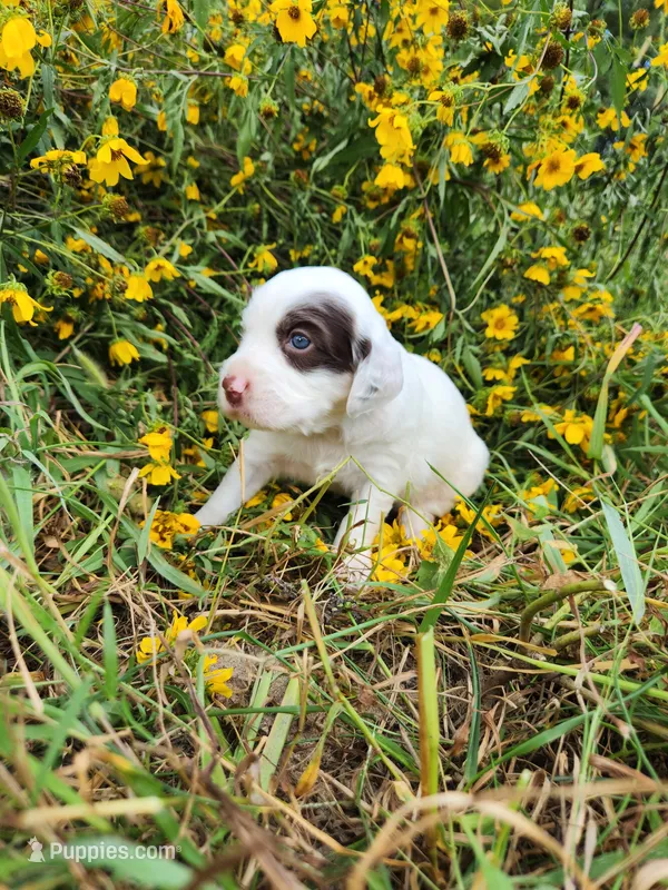 Female 2 Llewellin Setter  – English Setter puppy for sale in Dinwiddie, VA