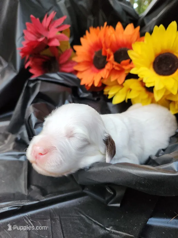 Male 2 Llewellin Setter – English Setter puppy for sale in Dinwiddie, VA