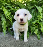 Female 2 Green Llewellin Setter , a female English Setter for sale in Dinwiddie, VA – 2 of 5