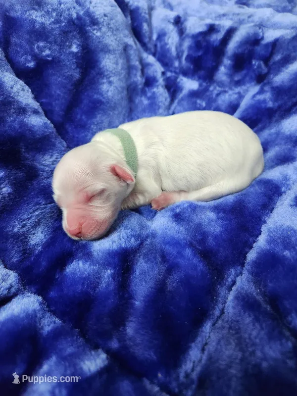 Female 2 Green Llewellin Setter  – English Setter puppy for sale in Dinwiddie, VA