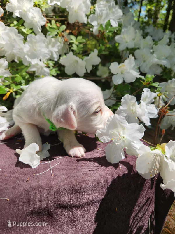 Female 2 Green Llewellin Setter  – English Setter puppy for sale in Dinwiddie, VA