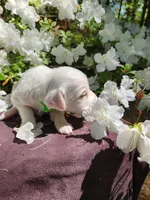 Female 2 Green Llewellin Setter , a female English Setter for sale in Dinwiddie, VA – 3 of 5