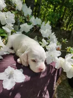 Female 2 Green Llewellin Setter , a female English Setter for sale in Dinwiddie, VA – 4 of 5