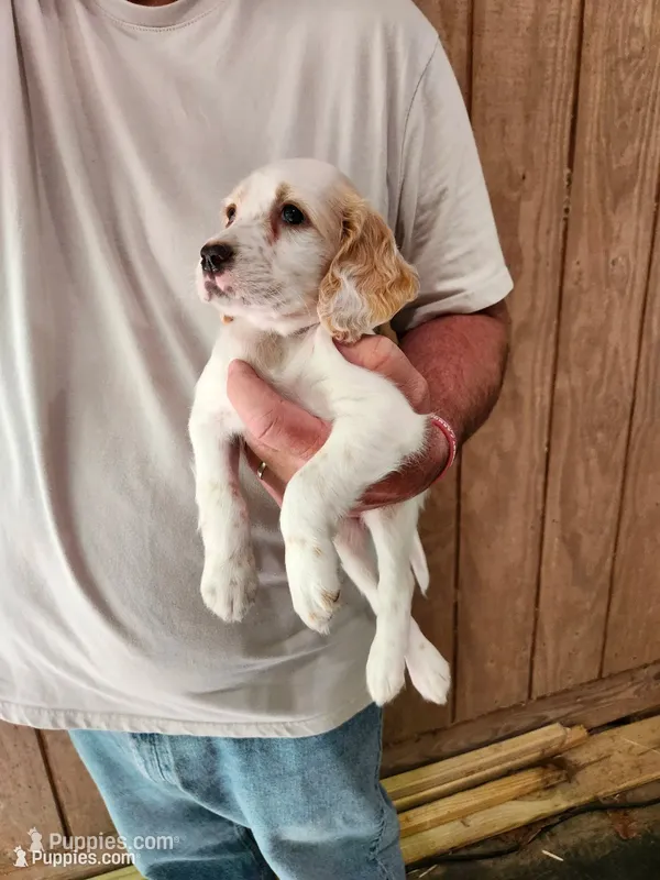 Female 4 Yellow Llewellin Setter  – English Setter puppy for sale in Dinwiddie, VA