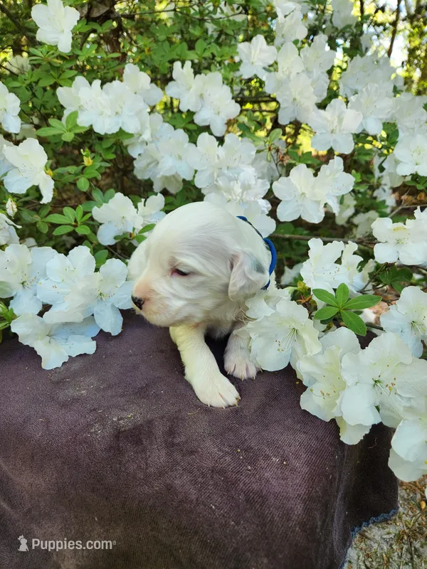 Male 1 Blue Llewellin Setter  – English Setter puppy for sale in Dinwiddie, VA