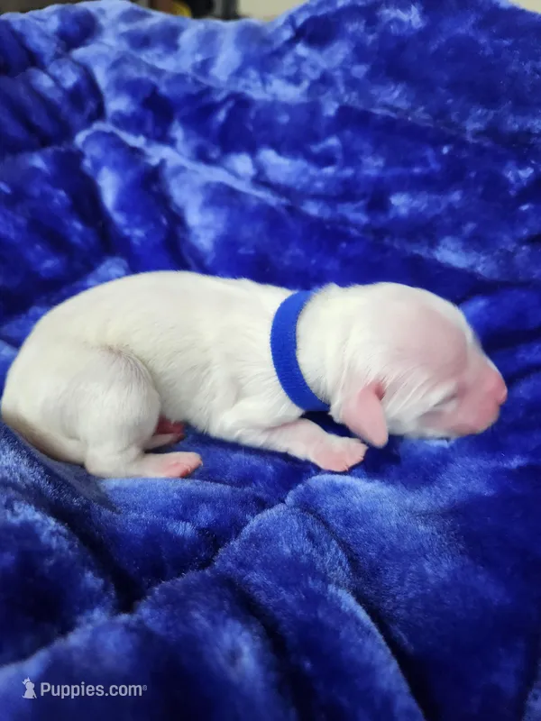 Male 1 Blue Llewellin Setter  – English Setter puppy for sale in Dinwiddie, VA