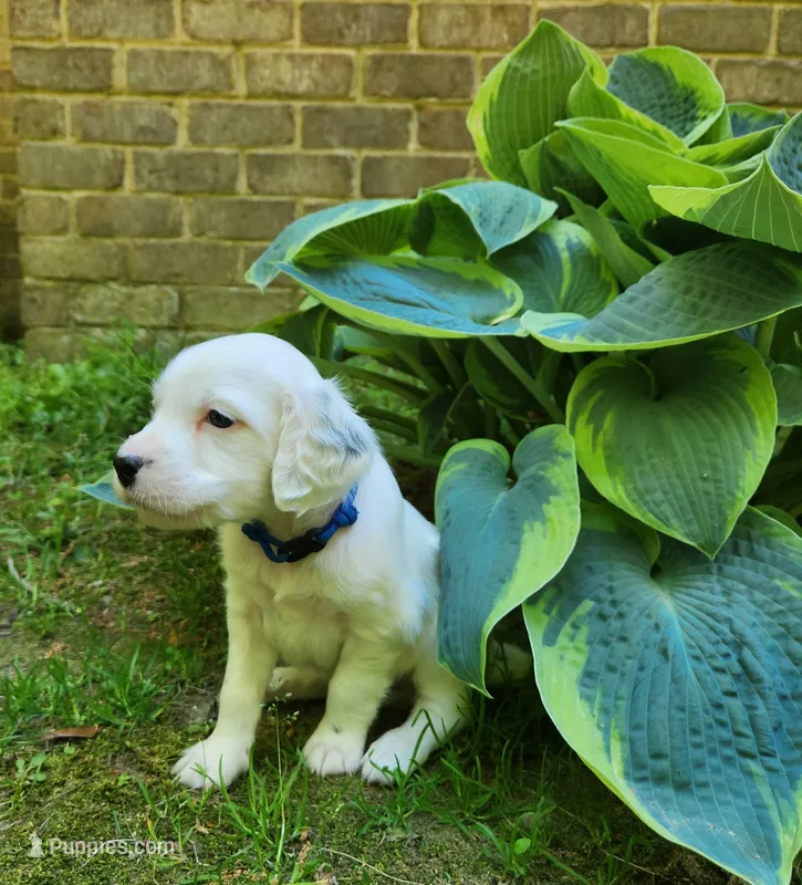 Male 1 Blue Llewellin Setter  – English Setter puppy for sale in Dinwiddie, VA