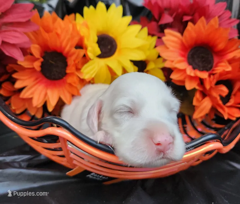 Male 1 Llewellin Setter – English Setter puppy for sale in Dinwiddie, VA