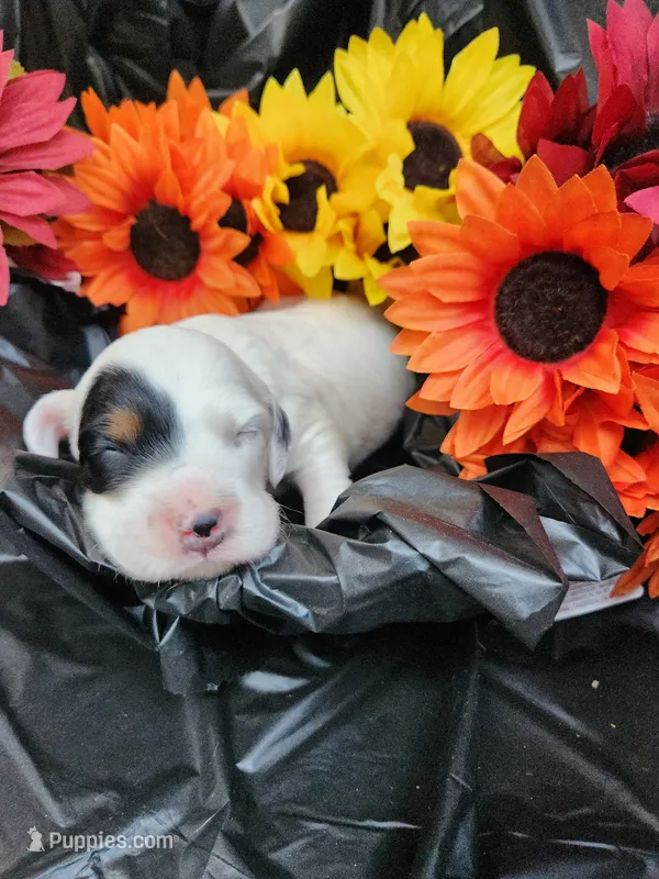 Male 4 Llewellin Setter  – English Setter puppy for sale in Dinwiddie, VA