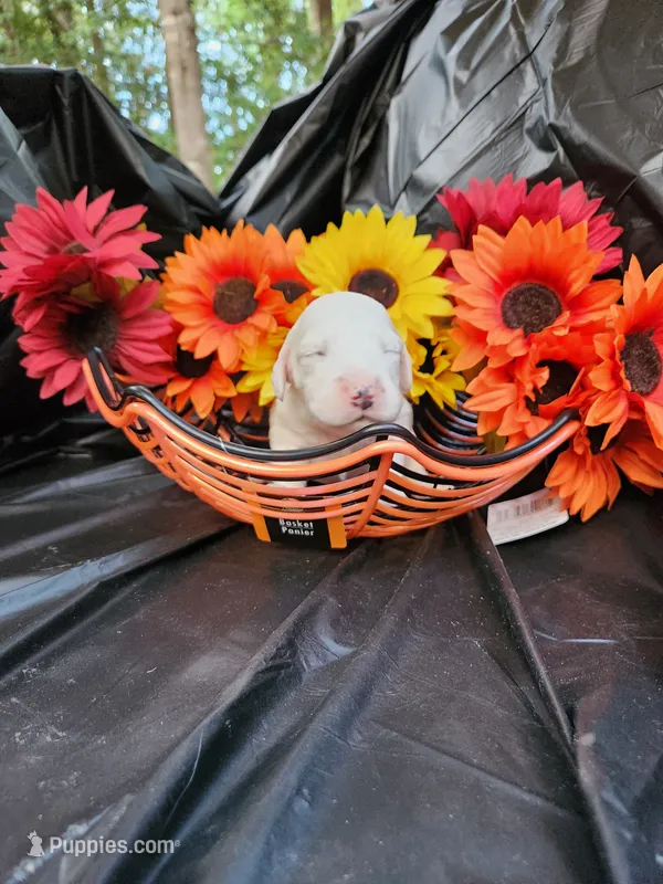 Female 1 Llewellin Setter  – English Setter puppy for sale in Dinwiddie, VA