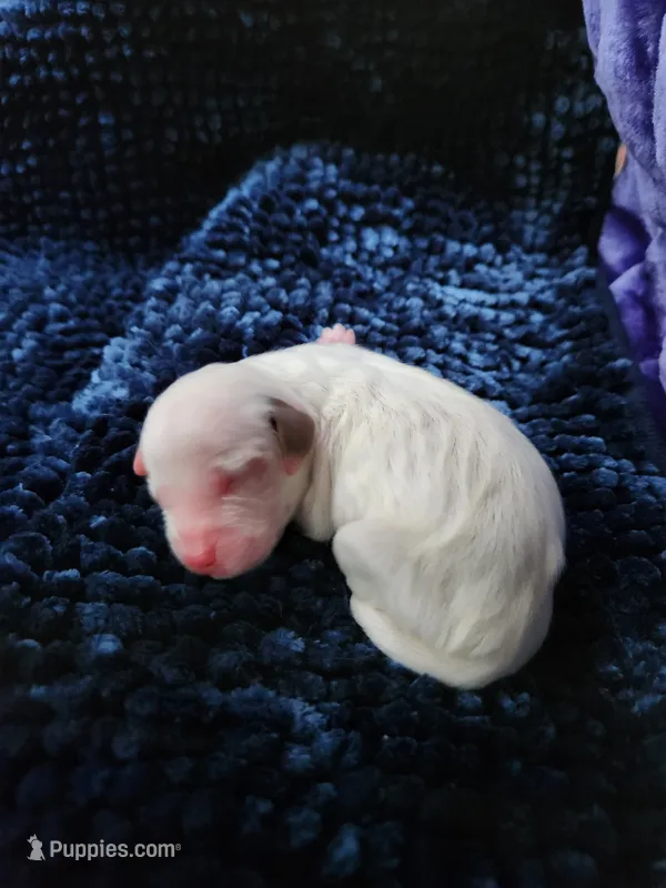 Male 2 Llewellin Setter – English Setter puppy for sale in Dinwiddie, VA