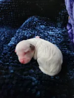 Male 2 Llewellin Setter, a male English Setter for sale in Dinwiddie, VA – 1 of 1