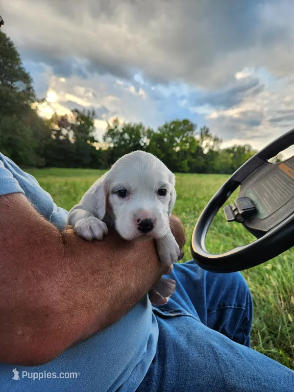 Male 3 Llewellin Setter  – English Setter puppy for sale in Dinwiddie, VA
