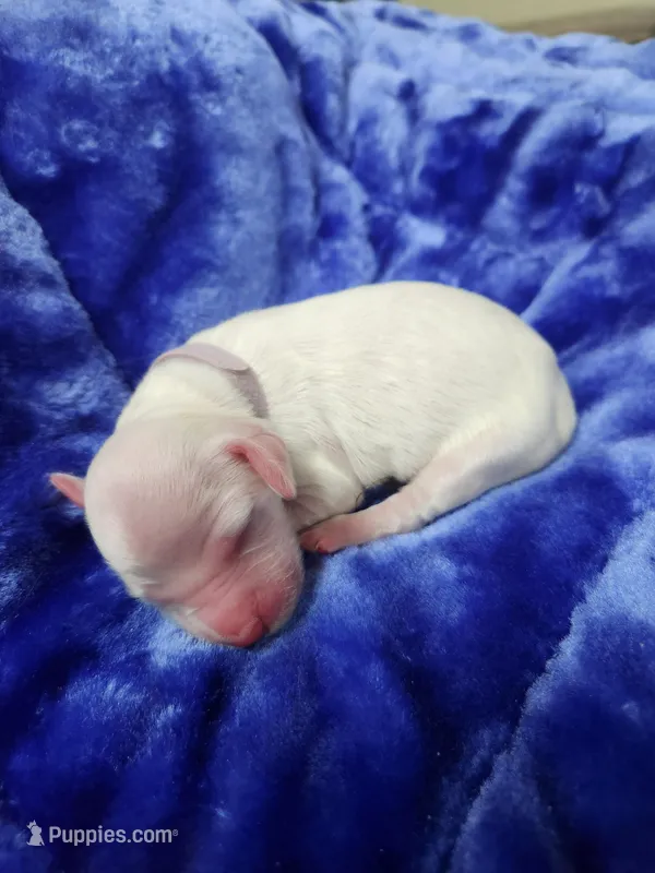 Female 3 Pink Llewellin Setter  – English Setter puppy for sale in Dinwiddie, VA