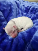Female 3 Pink Llewellin Setter , a female English Setter for sale in Dinwiddie, VA – 5 of 5