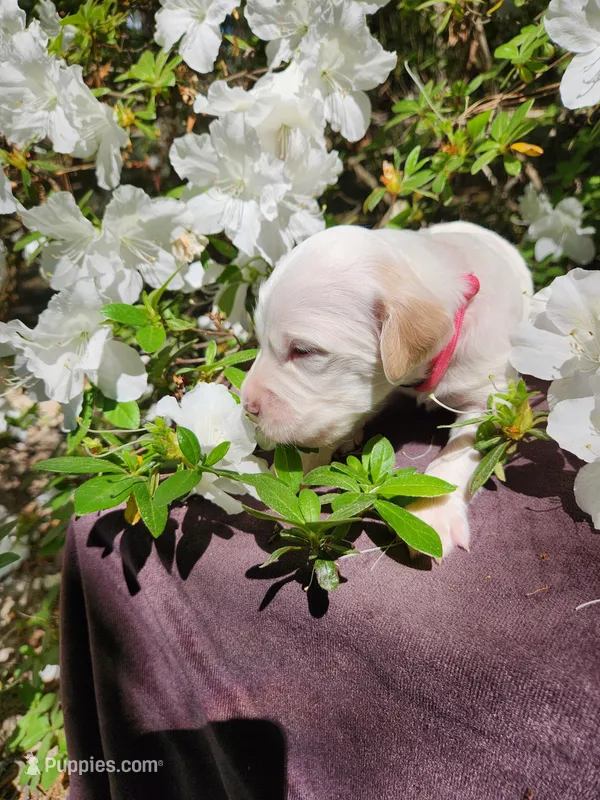 Female 3 Pink Llewellin Setter  – English Setter puppy for sale in Dinwiddie, VA