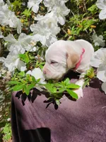 Female 3 Pink Llewellin Setter , a female English Setter for sale in Dinwiddie, VA – 3 of 5