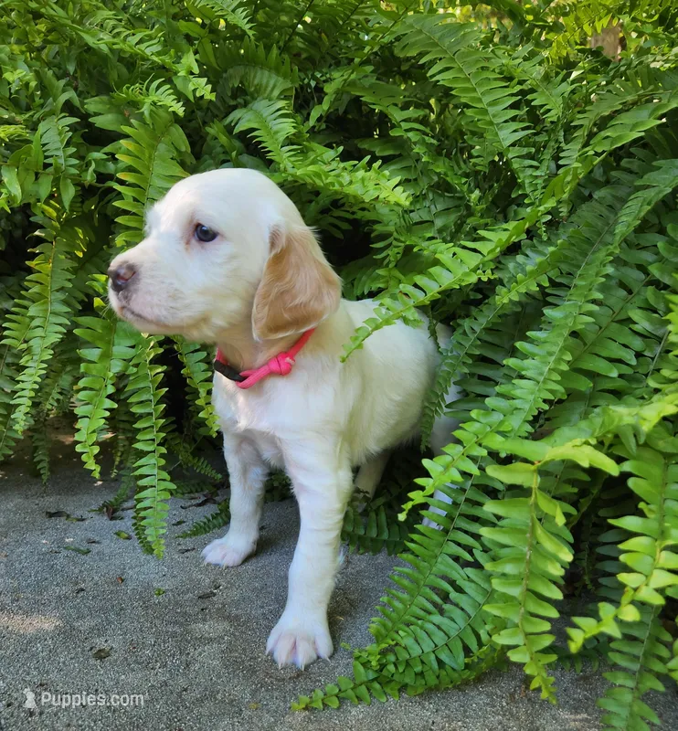 Female 3 Pink Llewellin Setter  – English Setter puppy for sale in Dinwiddie, VA