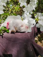 Female 3 Pink Llewellin Setter , a female English Setter for sale in Dinwiddie, VA – 4 of 5