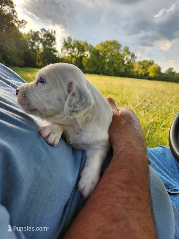 Female 1 Llewellin Setter  – English Setter puppy for sale in Dinwiddie, VA