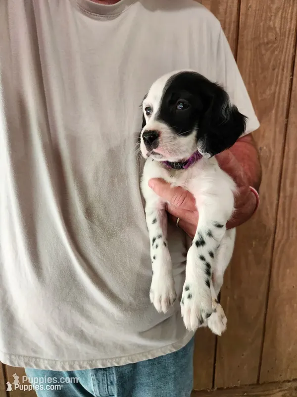 Male 3 Purple Llewellin Setter  – English Setter puppy for sale in Dinwiddie, VA