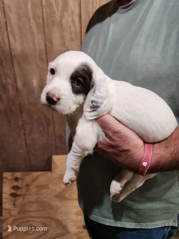 Female 2 Llewellin Setter  – English Setter puppy for sale in Dinwiddie, VA