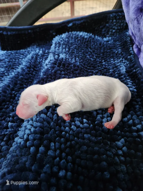 Male 1 Llewellin Setter – English Setter puppy for sale in Dinwiddie, VA
