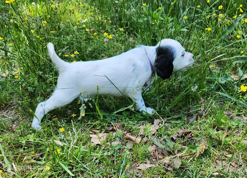 Male 3 Purple Llewellin Setter  – English Setter puppy for sale in Dinwiddie, VA
