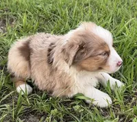 RMM, a male Miniature Australian Shepherd for sale in Umatilla, FL – 2 of 3