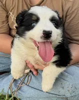 BTM, a male Miniature Australian Shepherd for sale in Umatilla, FL – 2 of 4