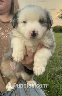 BMM – Miniature Australian Shepherd puppy for sale in Umatilla, FL