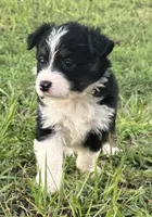 BTF, a female Miniature Australian Shepherd for sale in Umatilla, FL – 2 of 3