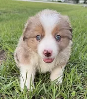 RMM, a male Miniature Australian Shepherd for sale in Umatilla, FL – 3 of 3