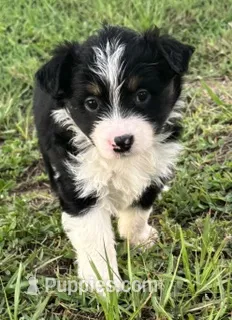 BTF – Miniature Australian Shepherd puppy for sale in Umatilla, FL
