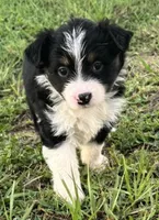 BTF, a female Miniature Australian Shepherd for sale in Umatilla, FL – 1 of 3