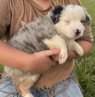 BMM, a male Miniature Australian Shepherd for sale in Umatilla, FL – 2 of 3