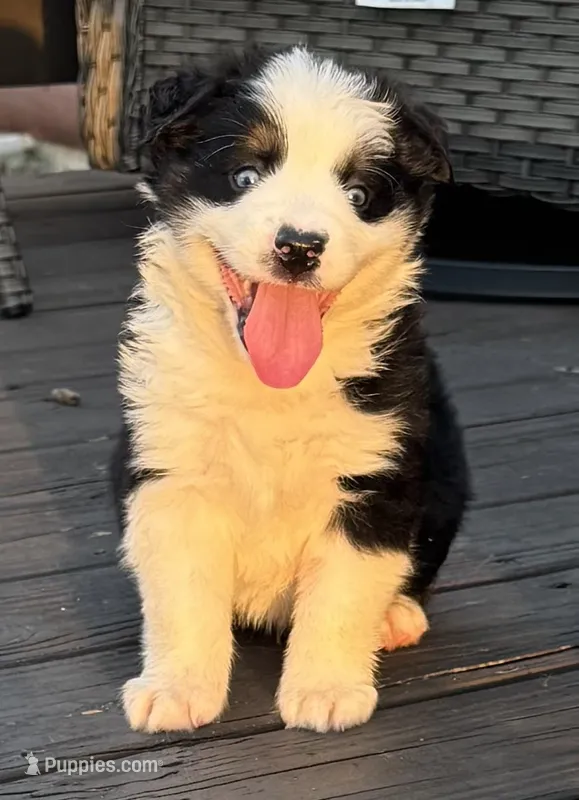 BTM – Miniature Australian Shepherd puppy for sale in Umatilla, FL