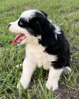 BTM, a male Miniature Australian Shepherd for sale in Umatilla, FL – 3 of 4