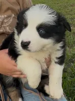 BTM, a male Miniature Australian Shepherd for sale in Umatilla, FL – 4 of 4