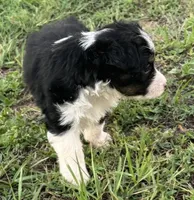 BTF, a female Miniature Australian Shepherd for sale in Umatilla, FL – 3 of 3