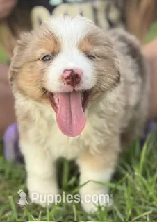RMM – Miniature Australian Shepherd puppy for sale in Umatilla, FL