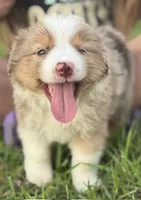 RMM, a male Miniature Australian Shepherd for sale in Umatilla, FL – 1 of 3