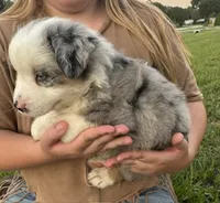 BMM, a male Miniature Australian Shepherd for sale in Umatilla, FL – 3 of 3
