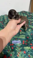 Poppy, a female Chihuahua for sale in Laura, OH – Photo 4 of 6