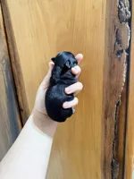 Lila , a female Chihuahua for sale in Laura, OH – Photo 4 of 6