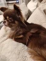 Lila , a female Chihuahua for sale in Laura, OH – Photo 6 of 6